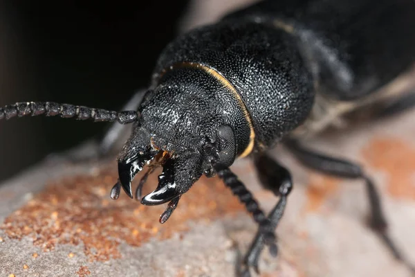 Black Longhorn Beetle Spondylis Buprestoides Wood Macro Photo — Stock Photo, Image