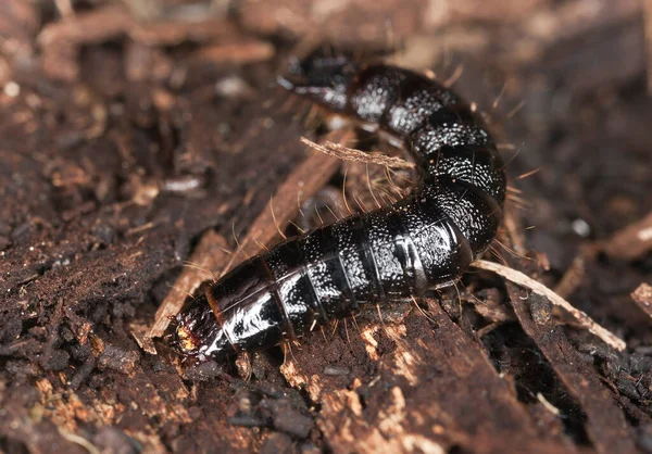 Beetle Larva Ξύλο Μακροφωτογραφία — Φωτογραφία Αρχείου