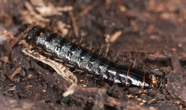 Beetle Larva Ξύλο Μακροφωτογραφία — Φωτογραφία Αρχείου