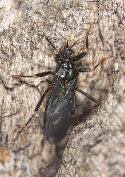 Assassin Bug Reduviidae Hout — Stockfoto