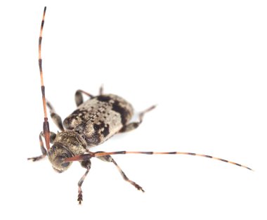 Beyaz arka planda izole edilmiş Longhorn böceği, leiopus nebulosus