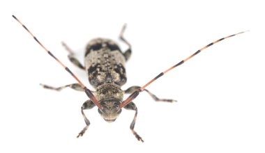 Beyaz arka planda izole edilmiş Longhorn böceği, leiopus nebulosus