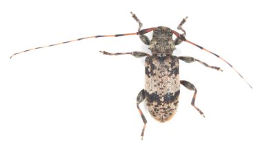Beyaz arka planda izole edilmiş Longhorn böceği, leiopus nebulosus