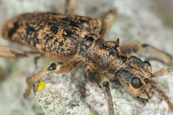 Longhorn Brouk Rhagium Sychophanta Dubovém Dřevě Makro Foto — Stock fotografie