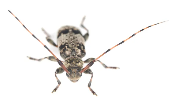 Beyaz Arka Planda Izole Edilmiş Longhorn Böceği Leiopus Nebulosus — Stok fotoğraf