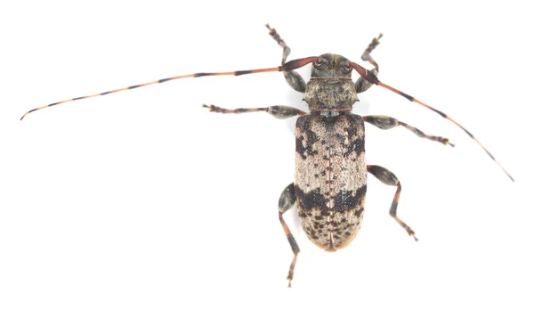 Escarabajo Cuerno Largo Leiopus Nebuloso Aislado Sobre Fondo Blanco — Foto de Stock