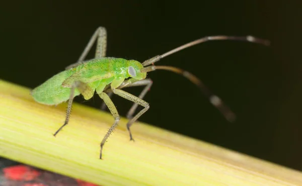 Hemipteron Planta Foto Macro — Fotografia de Stock