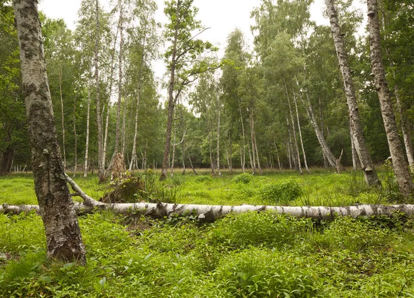 Sveç Teki Doğal Yaprak Döken Ormanlarda Ölü Odun Çevre Nesli — Stok fotoğraf