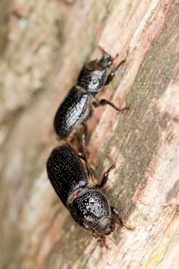 Çiftleşen gergedan böcekleri, tahta üzerinde Sinodendron silindiri