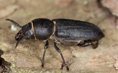 Siyah uzun boynuzlu böcek, kabuktaki Spondylis bupreoidleri, bu böceğin larvaları için kozalaklı oduna ihtiyacı var.
