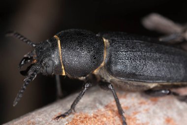 Siyah uzun boynuzlu böcek, kabuktaki Spondylis bupreoidleri, bu böceğin larvaları için kozalaklı oduna ihtiyacı var.