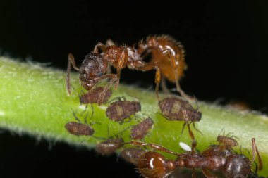 Yaprak bitleri üzerinde hasat yapan Avrupa ateş karıncaları (Myrmica rubra)