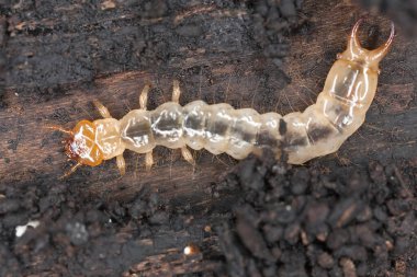 Kardinal böcek larvası (Pyrochroa coccinea) makro fotoğraf