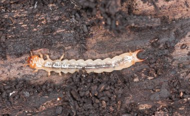 Kardinal böcek larvası (Pyrochroa coccinea) makro fotoğraf