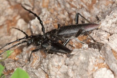 Çiftleşen büyük oğlak böceği Cerambyx Cerambyx serdosu meşe ağacının üzerinde, İsveç 'te bu büyük hayvanın nesli tükenmekte ve yasalar tarafından korunmaktadır.