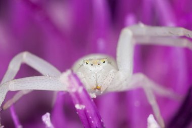 Altın çubuklu yengeç örümceği, Misumena vatia