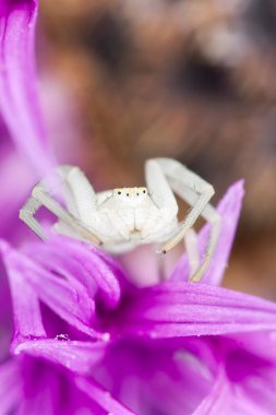 Altın çubuklu yengeç örümceği, Misumena vatia