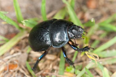 Dor Beetle, makro fotoğraf
