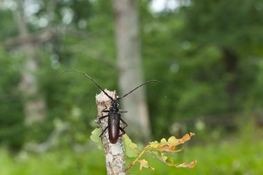 Great capricorn beetle, Cerambyx cerdo, forest blurred on the background, this large beetle is rare, endangered and protected by law in sweden clipart
