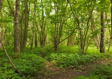 İsveç 'te fındık ağacı ve huş ağacıyla el değmemiş yaprak döken orman, bu çevre birçok böcek için önemlidir. 