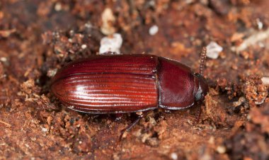 Kara Böcek, Uloma Rufa, Çam ağacında Tenebrionidae