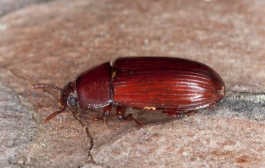 Kara Böcek, Uloma Rufa, Çam ağacında Tenebrionidae