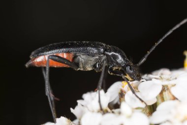 Uzun boynuz böceği, Stenurella zencisi çiçeklerle besleniyor.