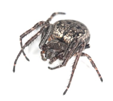 Ceviz küreli örümceği, Nuctenea umbratica