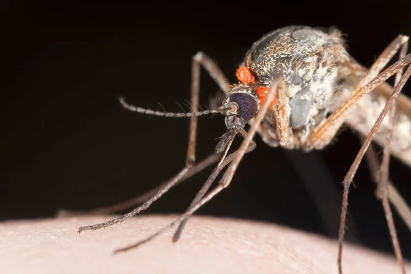 Mosquito Con Parastitas Chupando Sangre Del Ser Humano Este Insecto — Foto de Stock