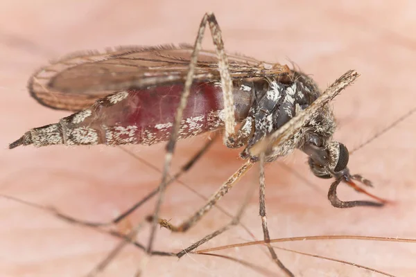 Alimentação Mosquitos Pele Humana Foto Macro — Fotografia de Stock