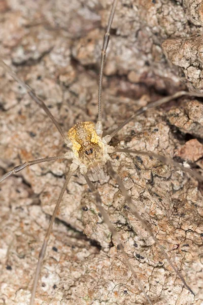 Żniwiarz Korze Makro Zdjęcie — Zdjęcie stockowe