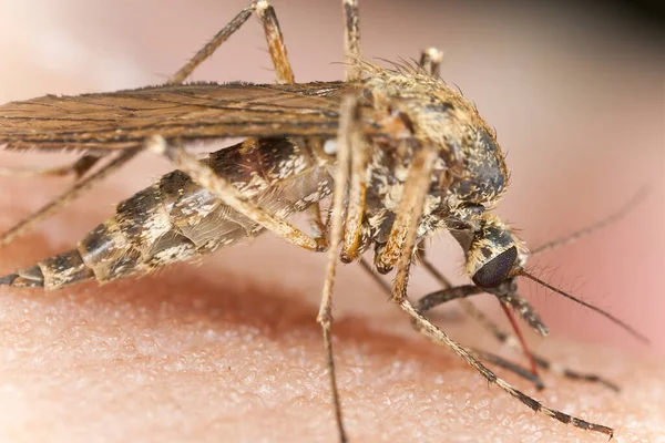 Komar Żywiący Się Ludzką Skórą Makro Zdjęcie — Zdjęcie stockowe