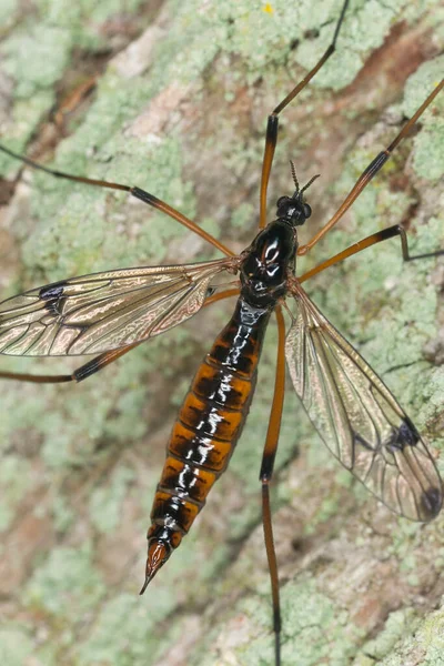 Grúa Mosca Sobre Madera Macro Foto — Foto de Stock