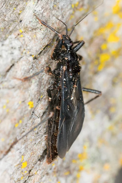 Bug Assassino Mascherato Reduvius Personatus Legno — Foto Stock