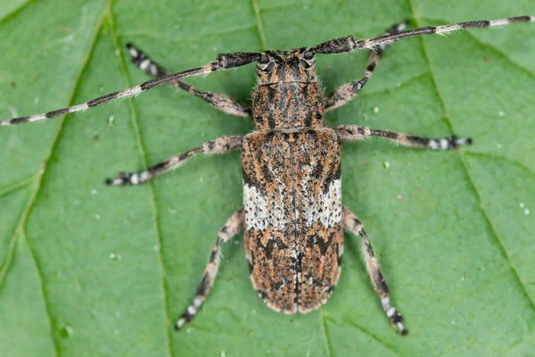 Wittroebelige Langhoornkever Mesosa Nebulosa Blad — Stockfoto