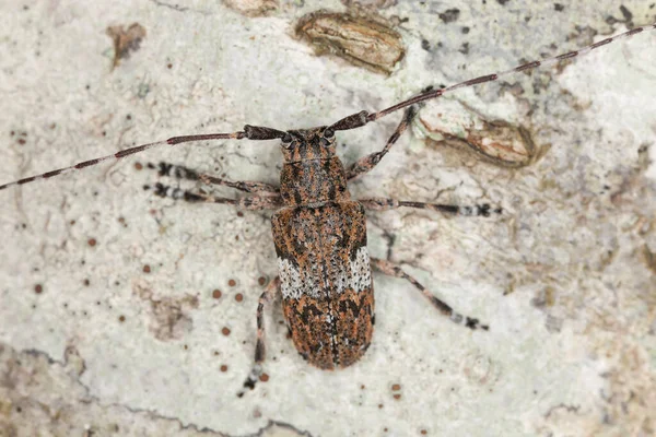 Besouro Longhorn Branco Nublado Sobre Madeira Avelã — Fotografia de Stock