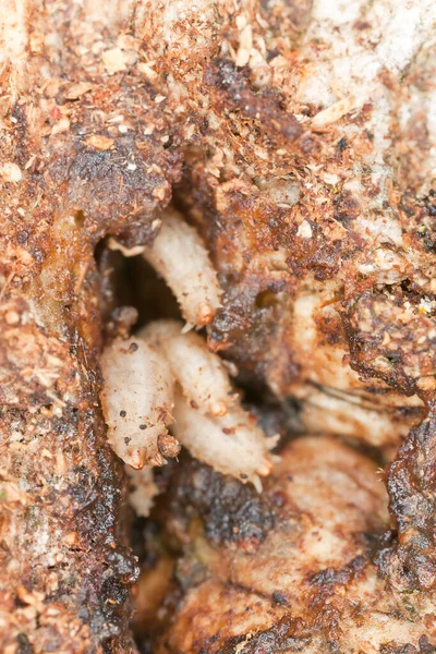 Larvas Insectos Que Alimentan Savia Que Sale Del Árbol — Foto de Stock