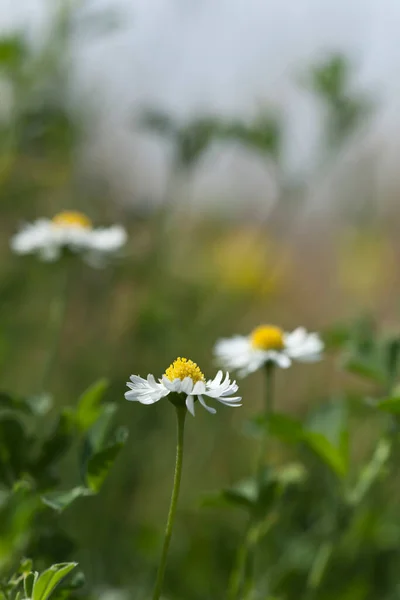 Gyepes Százszorszép Bellis Perennis Virágzik — Stock Fotó