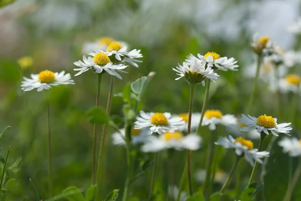 Lawn Daisies Bellis Perennis Bloom — Stock Photo, Image