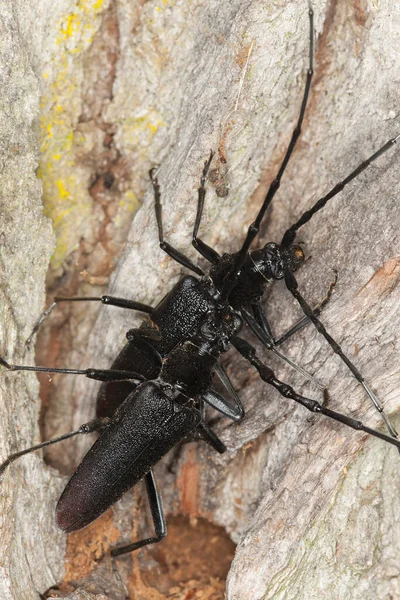 Das Paarungspaar Des Steinbockkäfers Cerambyx Cerdo Auf Eichenholz Ist Schweden — Stockfoto