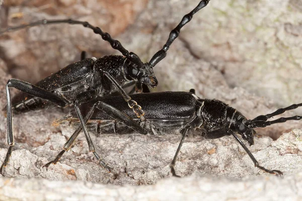 Para Koziorożec Wielki Chrząszcz Cerambyx Cerdo Drewnie Dębowym Ten Duży — Zdjęcie stockowe