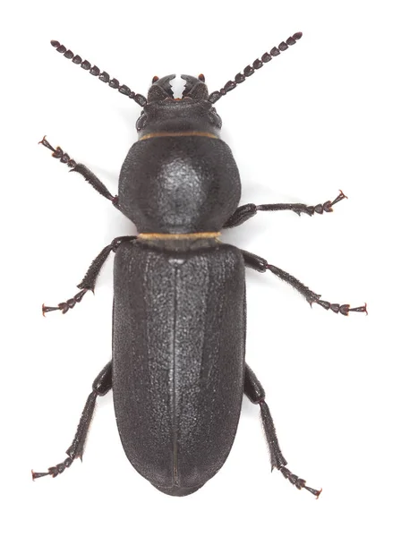 Escarabajo Negro Cuerno Largo Spondylis Buprestoides Aislado Sobre Fondo Blanco — Foto de Stock