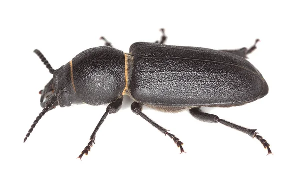 Schwarzer Laubholzbockkäfer Spondylis Buprestoides Isoliert Auf Weißem Hintergrund Dieser Käfer — Stockfoto