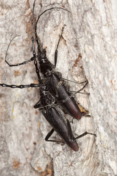 Coppia Accoppiamento Grande Coleottero Capricorno Cerambyx Cerdo Legno Quercia Questo — Foto Stock