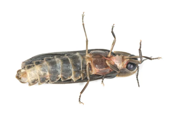 Gusano Común Masculino Lampyris Noctiluca Aislado Sobre Fondo Blanco — Foto de Stock