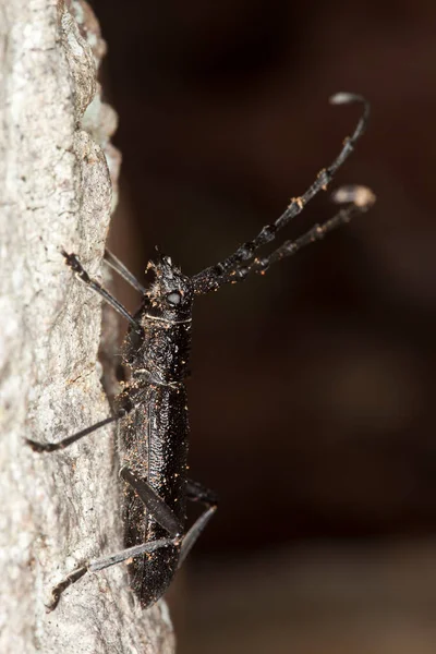 Capricorn Beetle Cerambyx Scopolii Oak Macro Photo — 스톡 사진