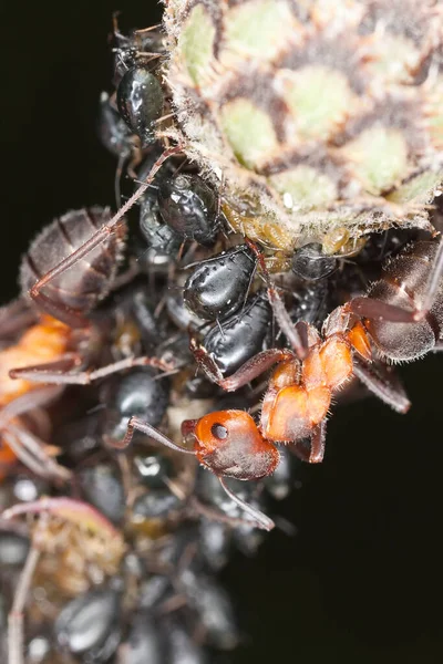 Wood Ants Formica Harvesting Aphids — Stock Photo, Image