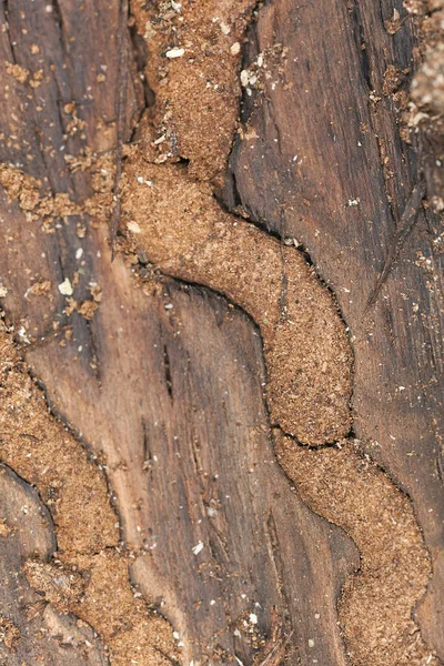 Tahtadaki Böceklerden Sonraki Larva Tünelleri — Stok fotoğraf