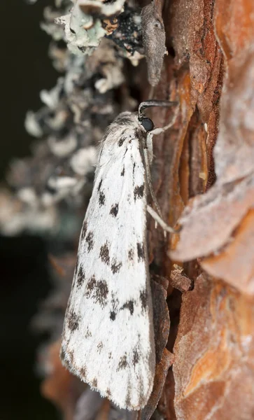 Lacayo Salpicado Coscinia Cribraria — Foto de Stock