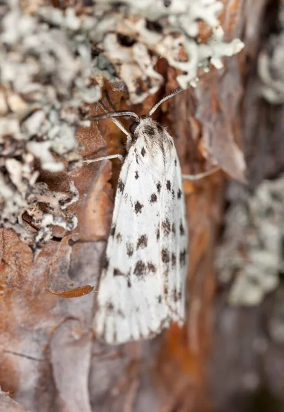 Spreckled Footman Coscinia Cribraria — 스톡 사진